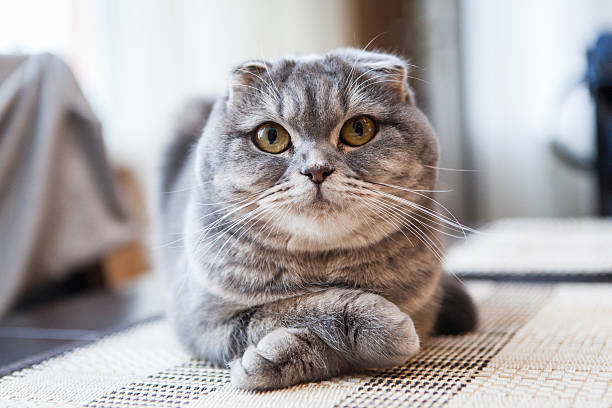 Scottish fold image